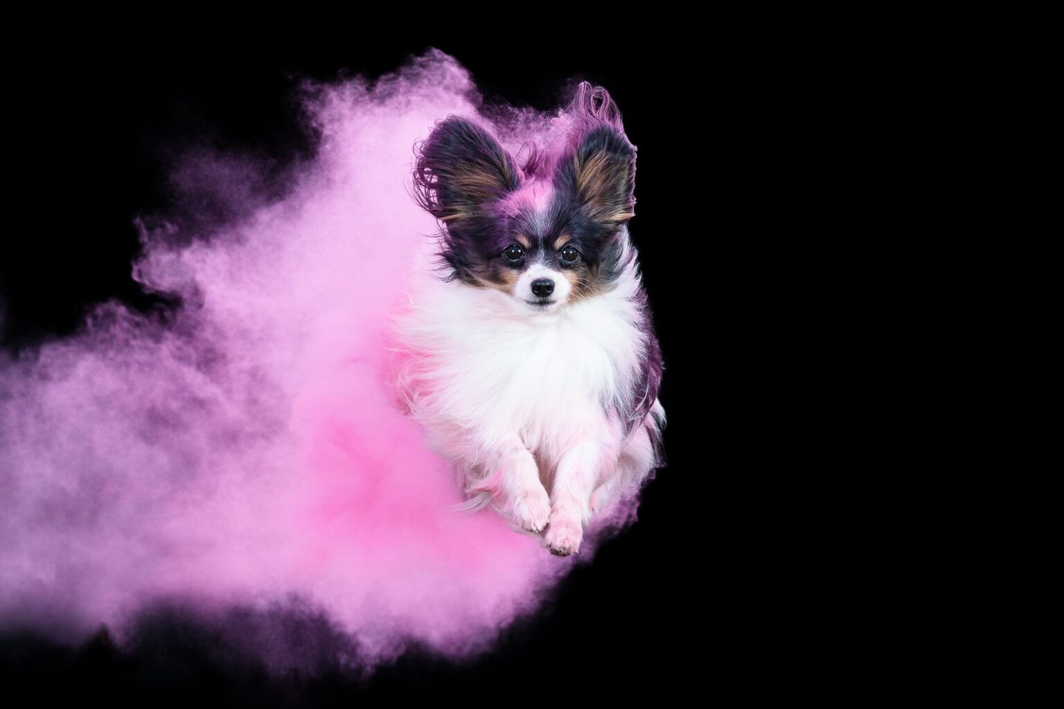 Holi • simsalaklick.at