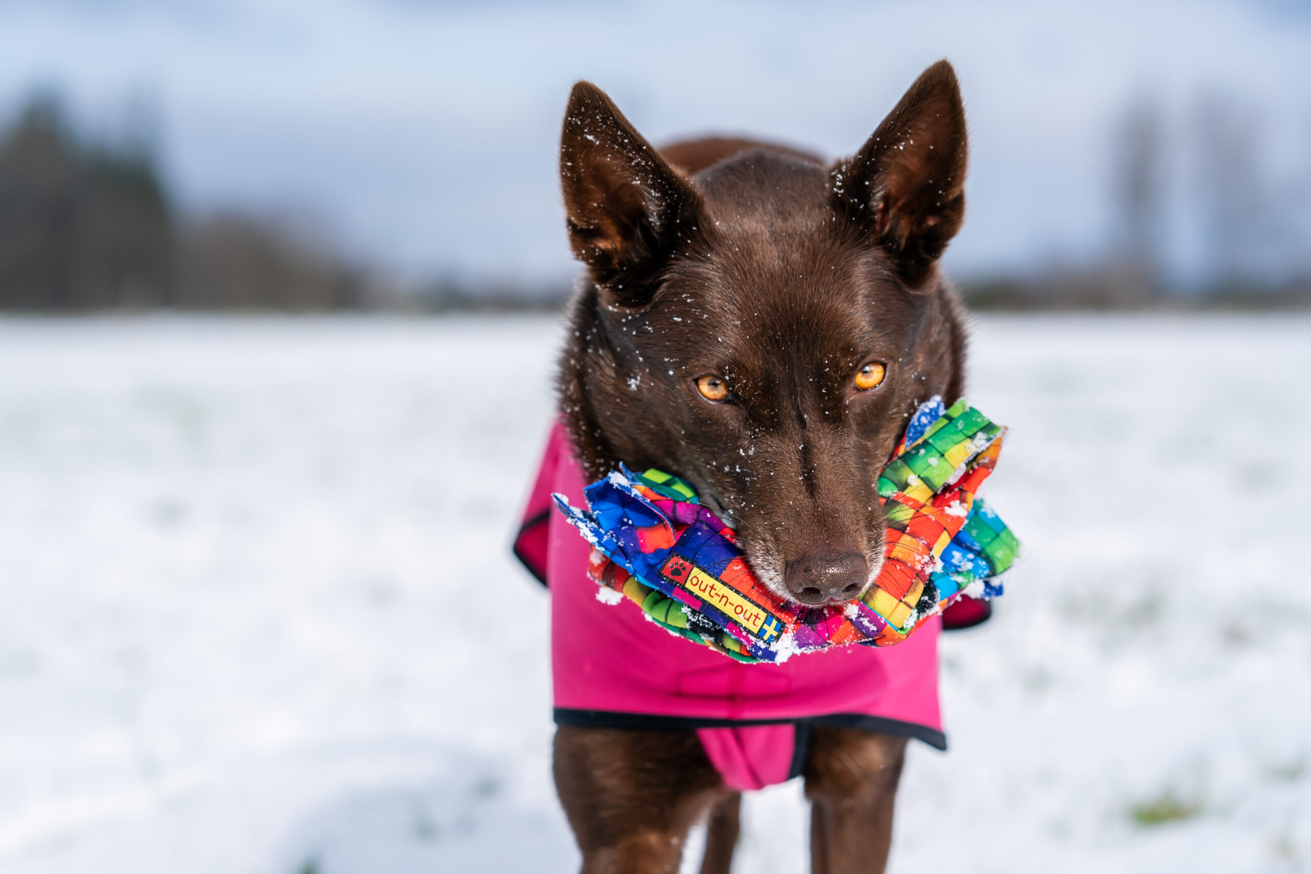 Out-n-out Cookie Squid Comet ball bunt