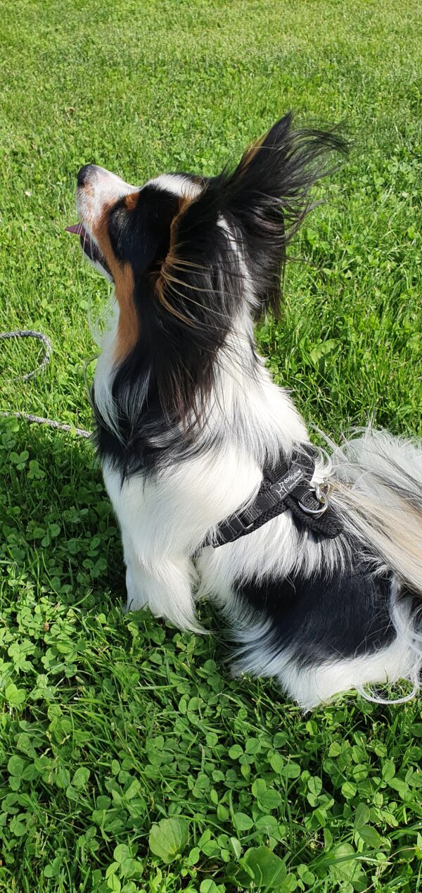 Dogfellow Brustgeschirr – Bild 8