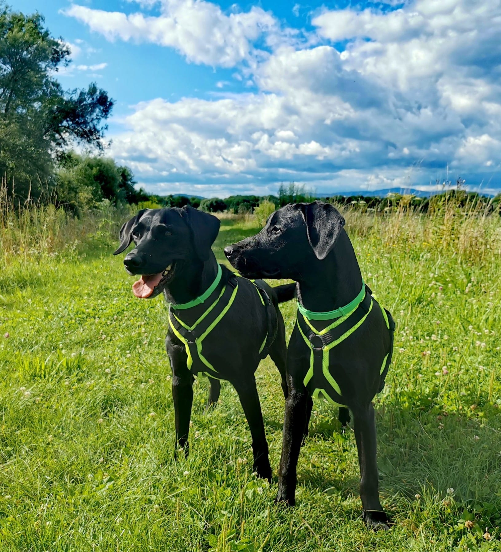 Dogfellow Brustgeschirr – Bild 4