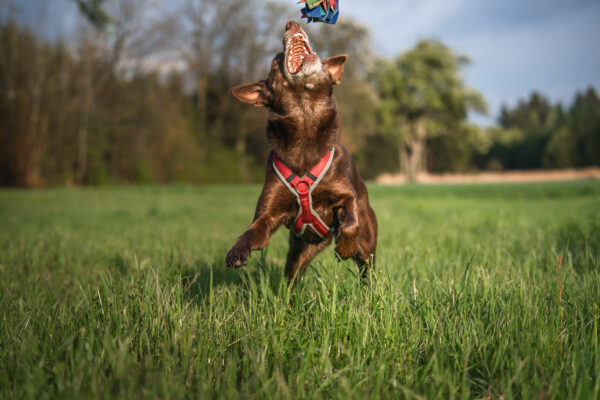 Dogfellow Brustgeschirr – Bild 11