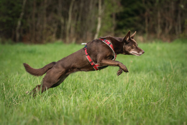 Dogfellow Brustgeschirr – Bild 5