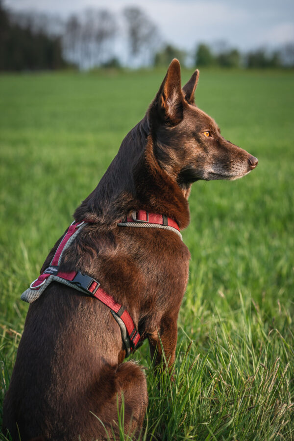 Dogfellow Brustgeschirr – Bild 10