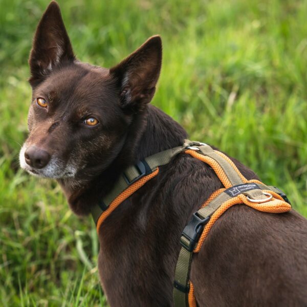 Dogfellow Brustgeschirr – Bild 2