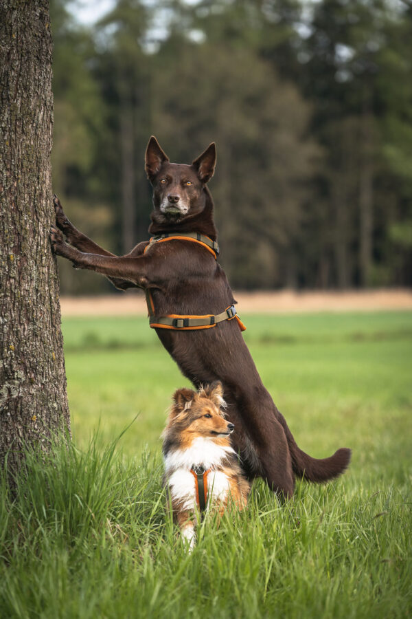 Dogfellow Brustgeschirr – Bild 9