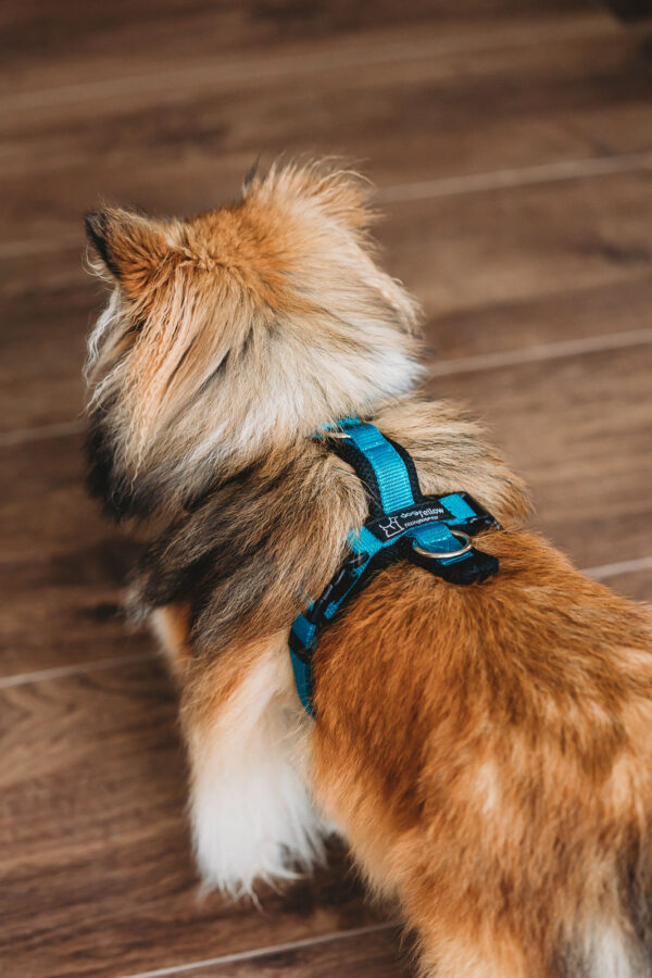 Dogfellow Brustgeschirr – Bild 7