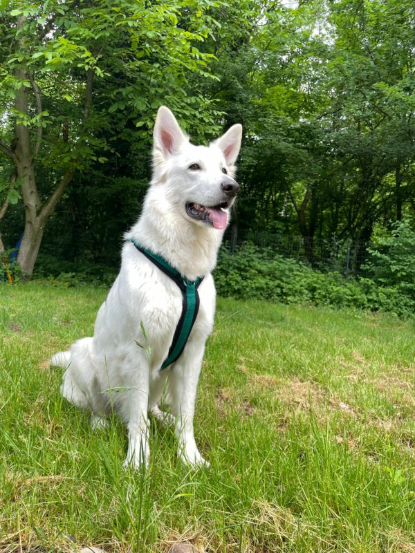 Dogfellow Brustgeschirr – Bild 6